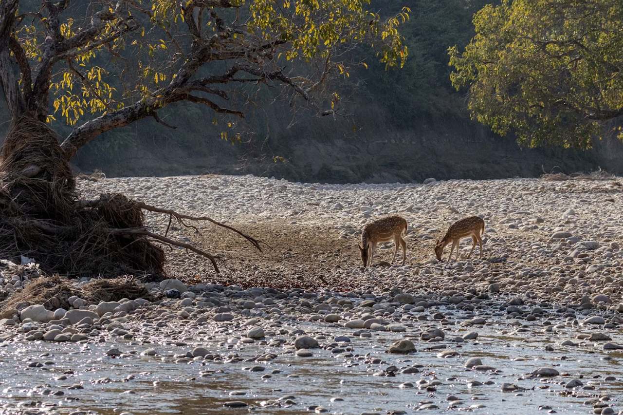 Wildlife Escape to Jim Corbett National Park