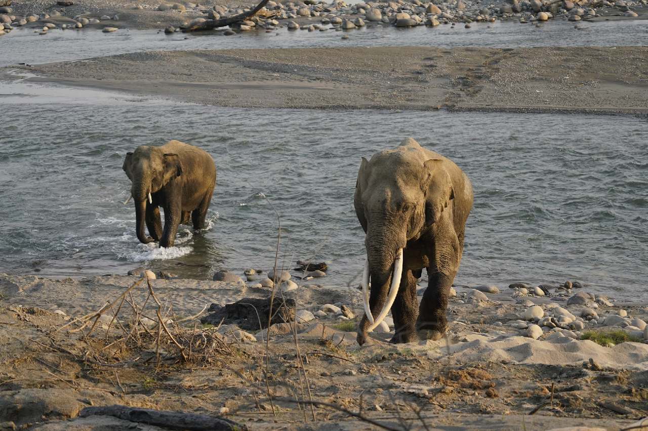 Wildlife Escape to Jim Corbett National Park