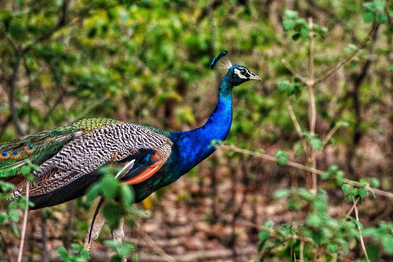 Wildlife Escape to Jim Corbett National Park